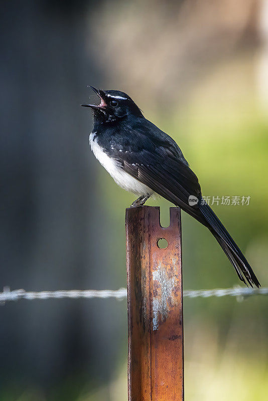 威利鹡鸰（Rhipidura Leucophrys）